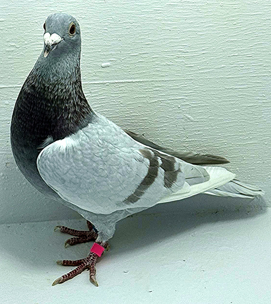 Band: AU 41414 AA 2025 